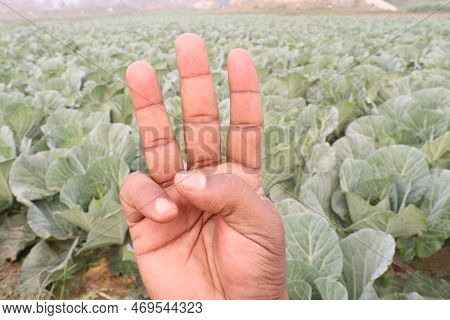 Finger Sign With Cabbage Farm For Deaf