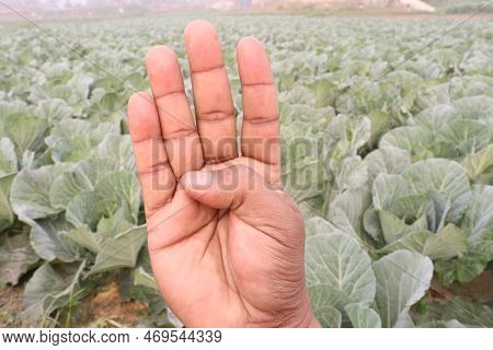 Finger Sign On Green Colored Cabbage Farm For Deaf People Or Farmer