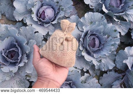 Money Bag With Cabbage Farm This Is Cash Crops