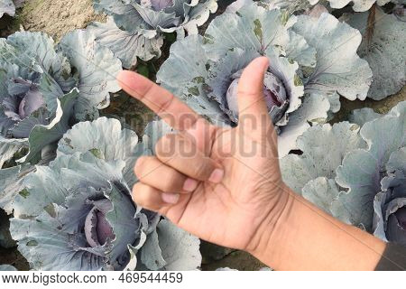 Finger Sign On Violet Colored Cabbage Farm For Deaf