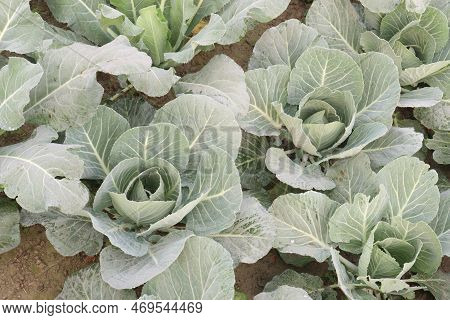 Cabbage On Farm For Harvest This Is Cash Crops