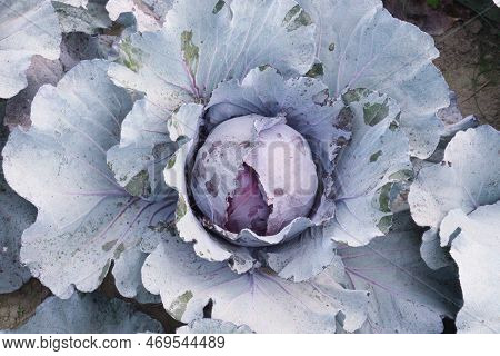 Cabbage On Farm For Harvest This Is Cash Crops