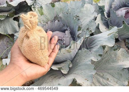 Money Bag With Cabbage Farm This Is Cash Crops