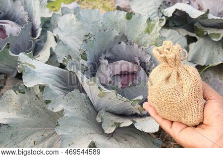 Money Bag With Cabbage Farm This Is Cash Crops