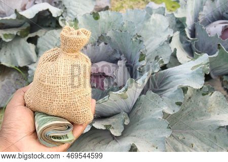 Money Bag With Cabbage Farm This Is Cash Crops