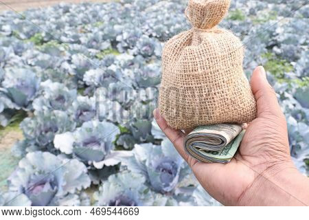 Money Bag With Back Note On Cabbage Farm This Is Cash Crops
