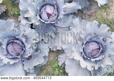 Violet Colored Healthy Fresh Cabbage On Farm For Harvest This Is Cash Crops