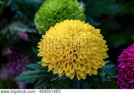 Pompon Dahlias Flowers In The Garden