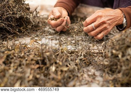 Dried Green Tea Leaf. Top Tea Leaves Natural Products, Are Ingredients In Making Beverages. Selected