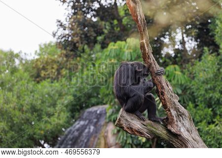 Splendid Exemplar Of Monkey In A Naturalistic Environment.