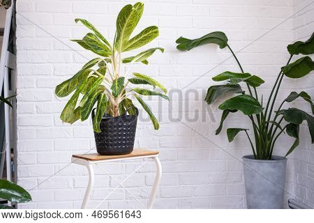 Aglaonema Close-up In The Interior On Table. Houseplant Growing And Caring For Indoor Plant, Green H