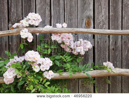 Rosebush