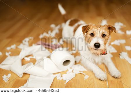 Funny, Active Naughty Pet Dog After Biting, Chewing A Toilet Paper At Home. Dog Mischief, Puppy Trai
