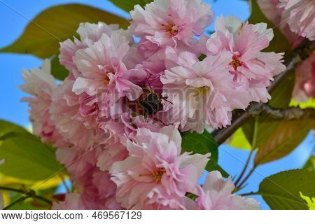 Maybug Beetle On The Beautiful Pink Flower Cherry Blossom