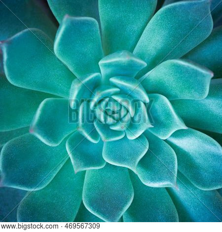 Close-up Top View Macro Exotic Succulents Leaves Abstract Soft Blue Green Dark Background.flat Lay N