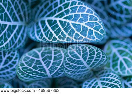 Close Up Macro Nature Exotic Bright Blue Green Leave Texture Tropical Little Nerve Plant In Soft Lig