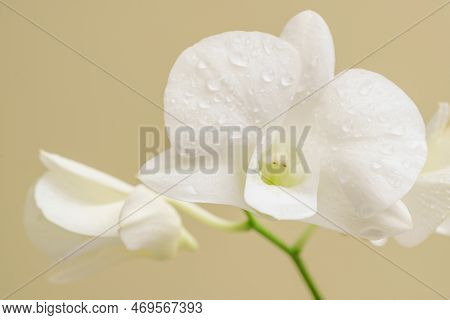Close-up Macro Soft Focus Water Drop On Petal White Orchid Flowers Tropical Forest Plant Blossom Yel