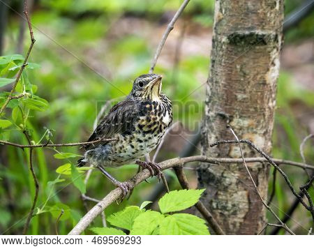 A Small Yellow-mouthed Thrush Sits On A Tree Branch. Natural Forest Background With Chick.