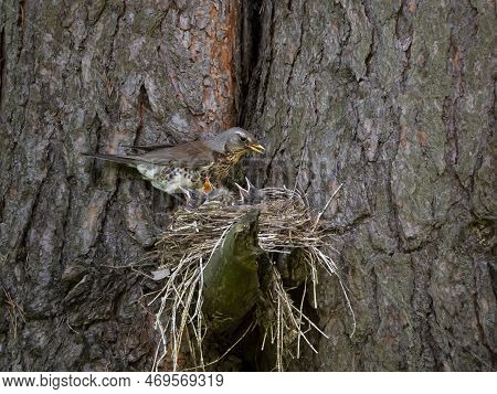 The Thrush Feeds Its Chicks. The Chicks Sit In The Nest And Demand Food. Natural Forest Background W