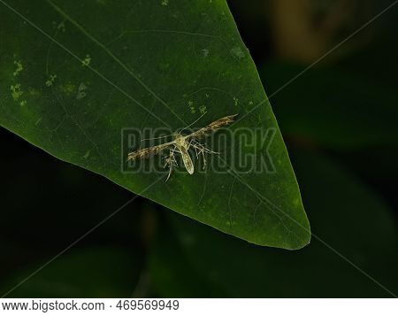 Cnaemidophorus Rhododactyla, Also Known As The Rose Plume Moth, Is A Moth Of The Superfamily Pteroph