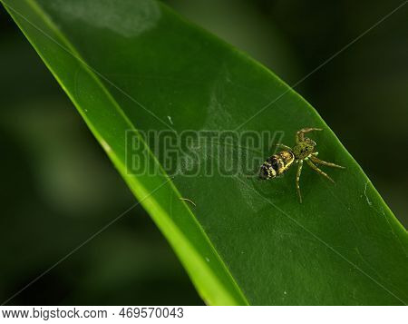 Cosmophasis Is A Genus Of Spiders In The Family Salticidae.