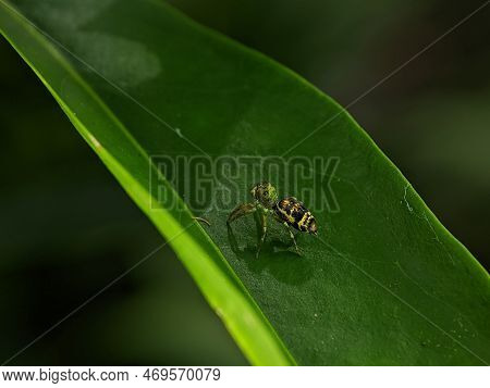 Cosmophasis Is A Genus Of Spiders In The Family Salticidae.