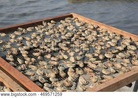 Vendors Dry Their Oysters In Lau Fau Shang 9 March 2013