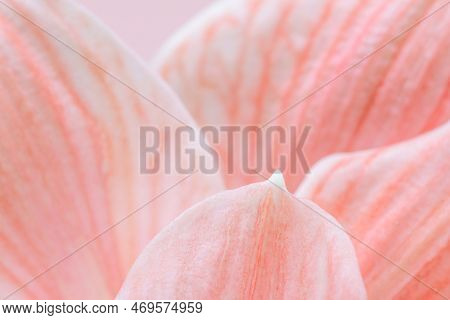 Close-up Macro Soft Focus On Petal Pink Amaryllis Flowers Tropical Forest Plant Blossom Pastel Backg