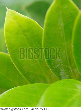 Close-up Macro Soft Focus Fresh Green Leaves  Background.healthy Natural Organic Product,environment