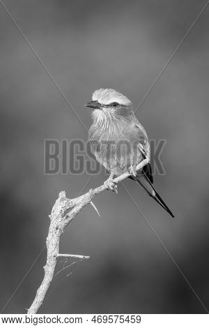 Mono Lilac-breasted Roller Eyes Camera From Branch