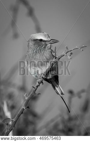 Mono Lilac-breasted Roller On Branch Turns Head