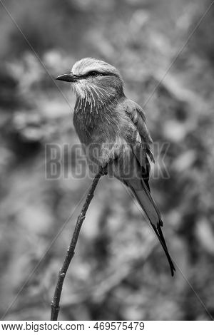 Mono Lilac-breasted Roller Watches Camera From Branch