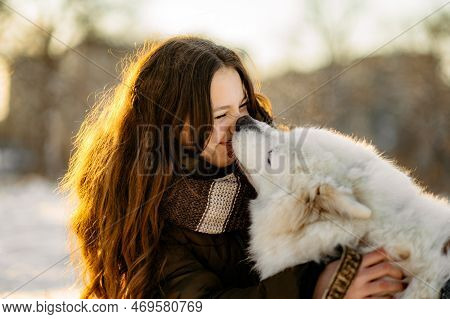 Winter Walk With Your Favorite Samoyed Pet. Love For Dogs. Walking The Dog In Anticipation Of Christ