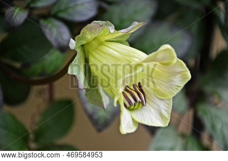 Single Cathedral Bell Flower Vine Close Up