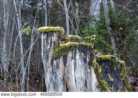 One Deciduous Tree Without Leaves With Green Moss Is In A Forest In Autumn In Fog