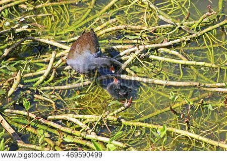Moorhen With Her Chicks Standing On Waterweed