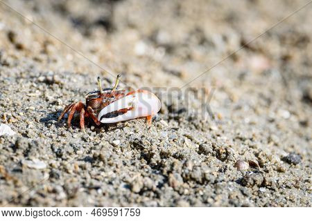 Fiddler Crabs, Ghost Crabs Orange Red Small Male Sea Crab Colorful. One Claw Is Larger And Used To W
