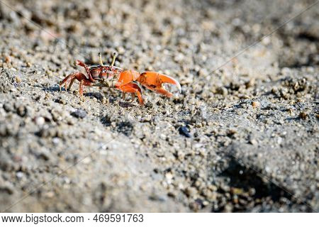 Fiddler Crabs, Ghost Crabs Orange Red Small Male Sea Crab Colorful. One Claw Is Larger And Used To W