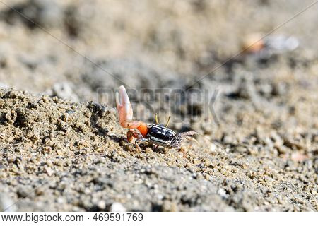 Fiddler Crabs, Ghost Crabs Orange Red Small Male Sea Crab Colorful. One Claw Is Larger And Used To W
