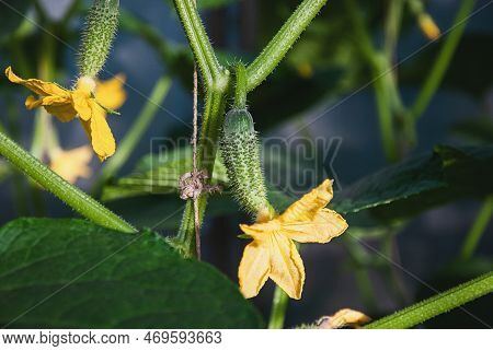 Cucumber Kukes With Yellow Flowers On Cucumber Plant Vine Closeup