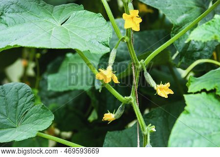 Cucumber Plant Vine With Kukes And Flowers In Greenhouse