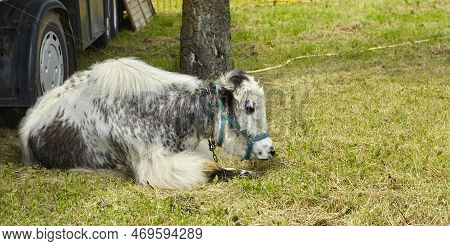 A Female Tibetan Yak And A Cow Lie In The Shade, Exhausted By The Heat. Global Climate Warming.