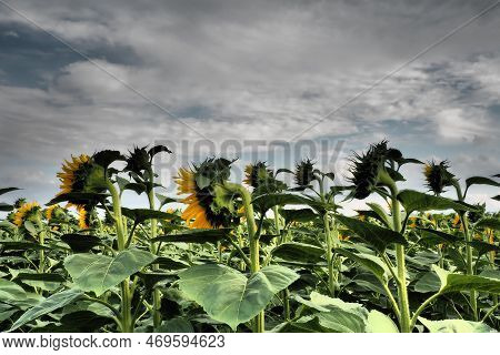 The Helianthus Sunflower Is A Genus Of Plants In The Asteraceae Family. Annual Sunflower And Tuberou