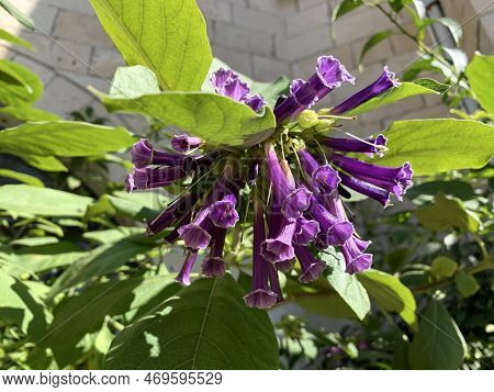 Beautiful Flowering Purple Flowers Shrub Iochroma (lat. - Iochroma)