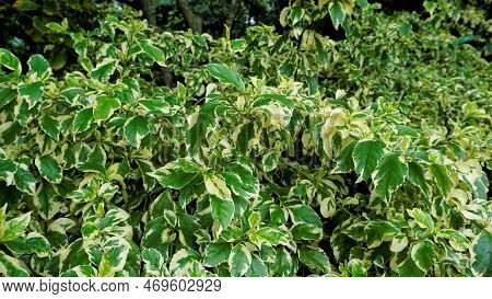 Euonymus Fortune Plant. Also Known As Spindle, Fortune Spindle, Winter Creeper Or Wintercreeper.