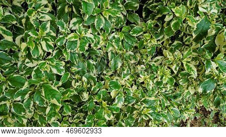 Euonymus Fortune Plant. Also Known As Spindle, Fortune Spindle, Winter Creeper Or Wintercreeper.