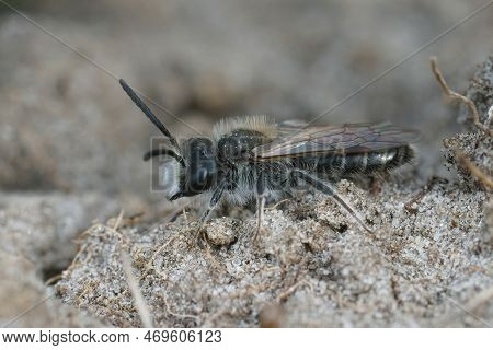 Natural Closeup On A Male Red Bellied Miner , Andrena Ventralis, Sitting On The Ground