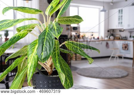 Aglaonema Close-up In The Interior On Table. Houseplant Growing And Caring For Indoor Plant, Green H