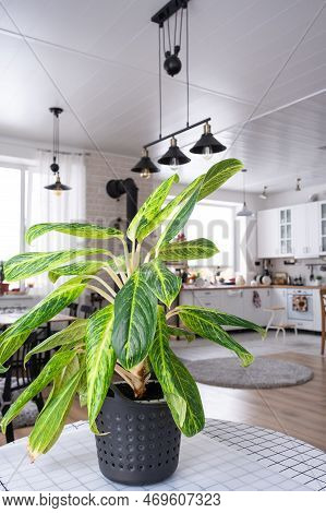 Aglaonema Close-up In The Interior On Table. Houseplant Growing And Caring For Indoor Plant, Green H