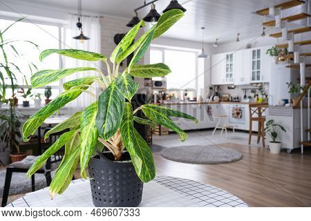 Aglaonema Close-up In The Interior On Table. Houseplant Growing And Caring For Indoor Plant, Green H